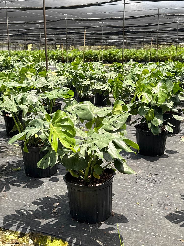 monstera-deliciosa-swiss-cheese-vine-philodendron-pertusum-monstera-lennea-mexican-breadfruit-ceriman