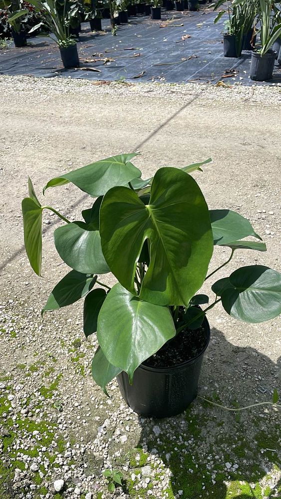 monstera-deliciosa-swiss-cheese-vine-philodendron-pertusum-monstera-lennea-mexican-breadfruit-ceriman
