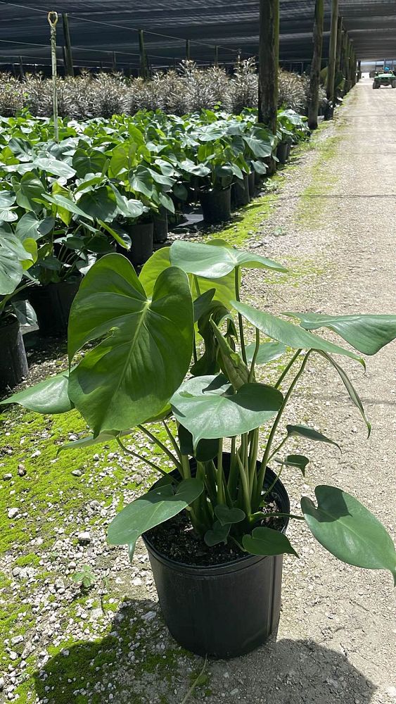 monstera-deliciosa-swiss-cheese-vine-philodendron-pertusum-monstera-lennea-mexican-breadfruit-ceriman