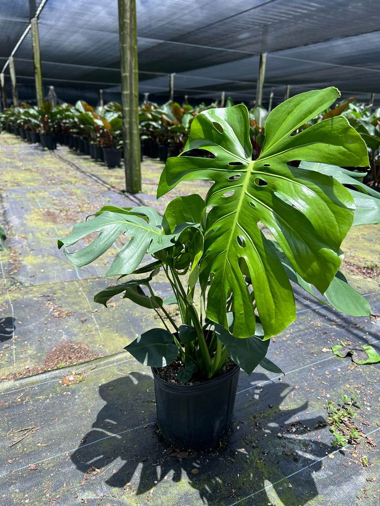 monstera-deliciosa-swiss-cheese-vine-philodendron-pertusum-monstera-lennea-mexican-breadfruit-ceriman