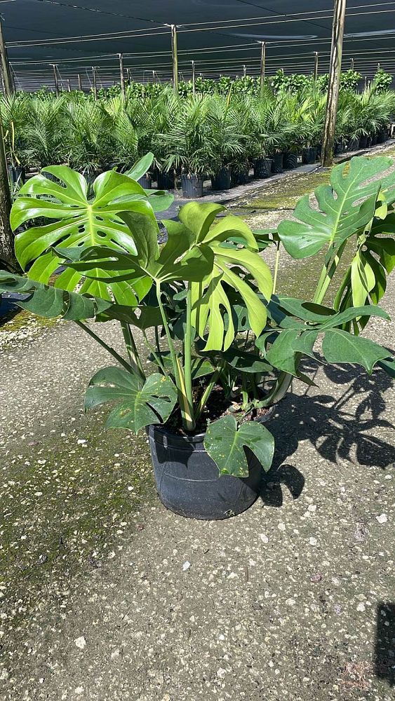 monstera-deliciosa-swiss-cheese-vine-philodendron-pertusum-monstera-lennea-mexican-breadfruit-ceriman