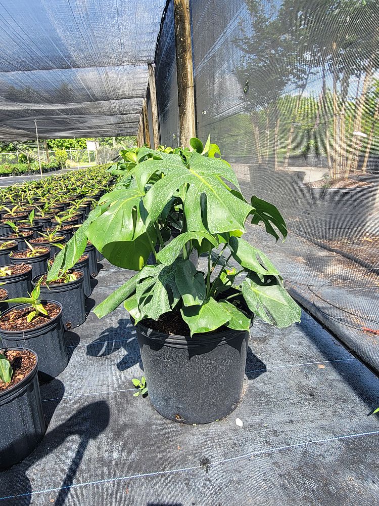 monstera-deliciosa-swiss-cheese-vine-philodendron-pertusum-monstera-lennea-mexican-breadfruit-ceriman