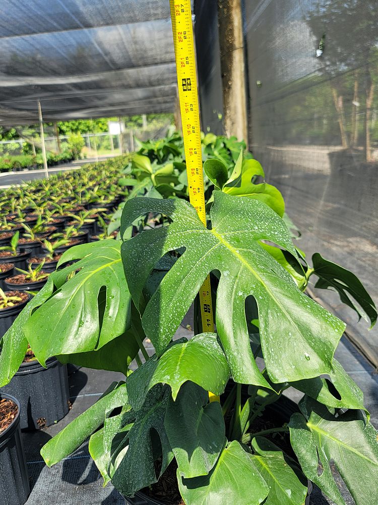 monstera-deliciosa-swiss-cheese-vine-philodendron-pertusum-monstera-lennea-mexican-breadfruit-ceriman