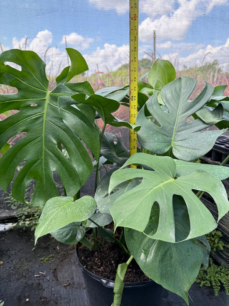 monstera-deliciosa-swiss-cheese-vine-philodendron-pertusum-monstera-lennea-mexican-breadfruit-ceriman