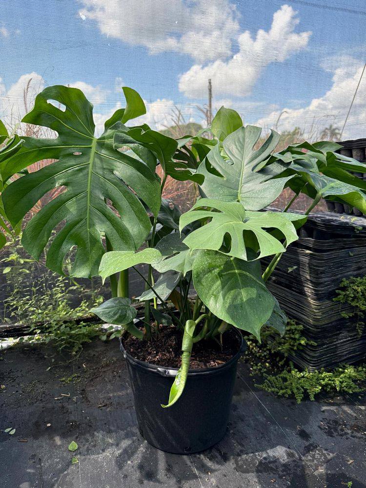 monstera-deliciosa-swiss-cheese-vine-philodendron-pertusum-monstera-lennea-mexican-breadfruit-ceriman