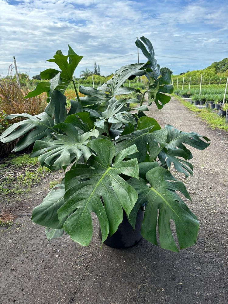monstera-deliciosa-swiss-cheese-vine-philodendron-pertusum-monstera-lennea-mexican-breadfruit-ceriman