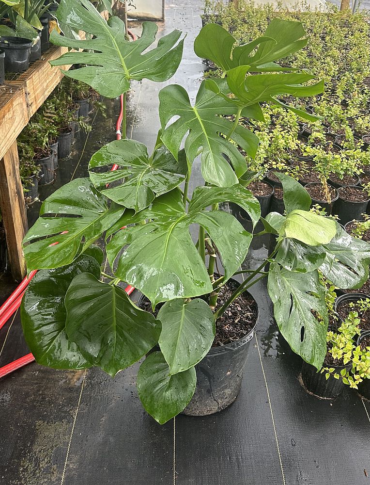 monstera-deliciosa-swiss-cheese-vine-philodendron-pertusum-monstera-lennea-mexican-breadfruit-ceriman