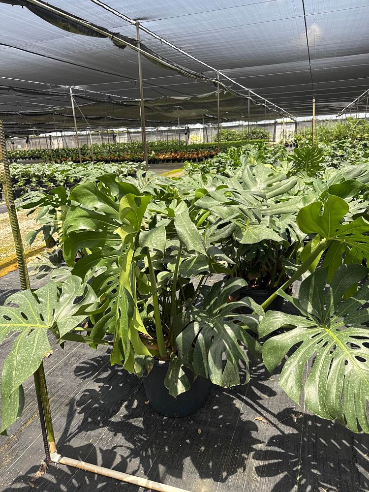 monstera-deliciosa-swiss-cheese-vine-philodendron-pertusum-monstera-lennea-mexican-breadfruit-ceriman
