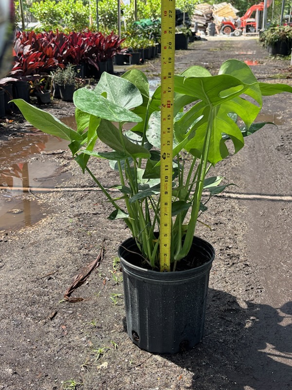 monstera-deliciosa-swiss-cheese-vine-philodendron-pertusum-monstera-lennea-mexican-breadfruit-ceriman