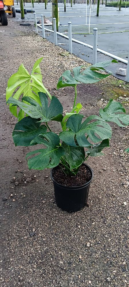monstera-deliciosa-swiss-cheese-vine-philodendron-pertusum-monstera-lennea-mexican-breadfruit-ceriman