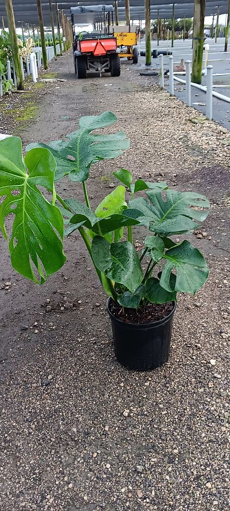 monstera-deliciosa-swiss-cheese-vine-philodendron-pertusum-monstera-lennea-mexican-breadfruit-ceriman