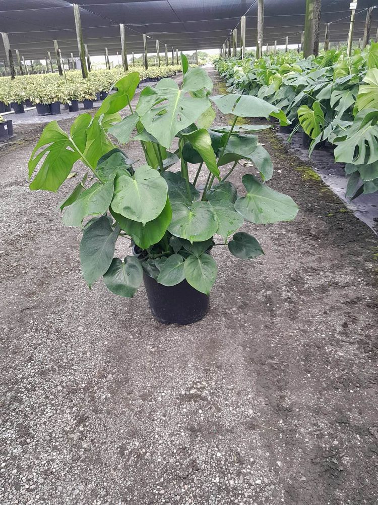 monstera-deliciosa-swiss-cheese-vine-philodendron-pertusum-monstera-lennea-mexican-breadfruit-ceriman