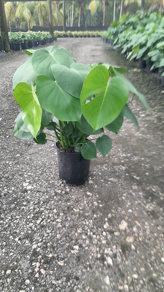 monstera-deliciosa-swiss-cheese-vine-philodendron-pertusum-monstera-lennea-mexican-breadfruit-ceriman