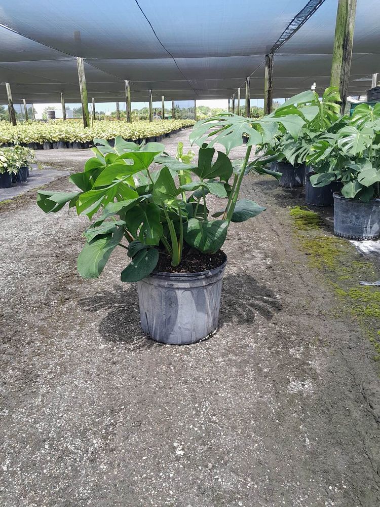monstera-deliciosa-swiss-cheese-vine-philodendron-pertusum-monstera-lennea-mexican-breadfruit-ceriman