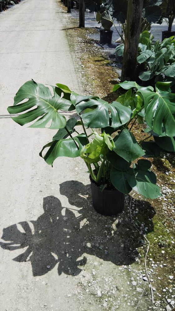 monstera-deliciosa-swiss-cheese-vine-philodendron-pertusum-monstera-lennea-mexican-breadfruit-ceriman