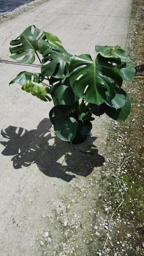 monstera-deliciosa-swiss-cheese-vine-philodendron-pertusum-monstera-lennea-mexican-breadfruit-ceriman