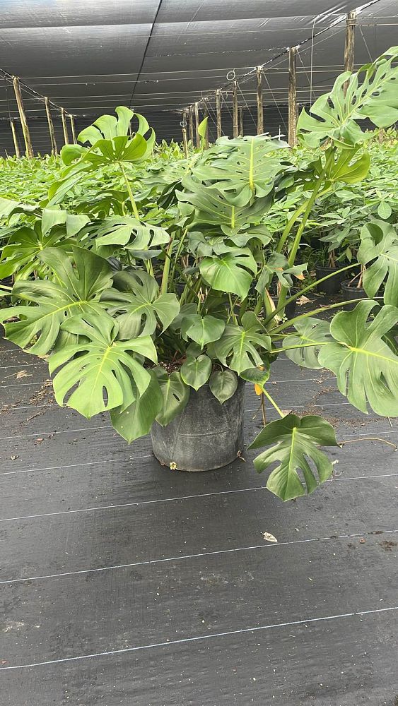 monstera-deliciosa-swiss-cheese-vine-philodendron-pertusum-monstera-lennea-mexican-breadfruit-ceriman