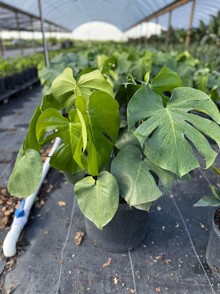 monstera-deliciosa-swiss-cheese-vine-philodendron-pertusum-monstera-lennea-mexican-breadfruit-ceriman