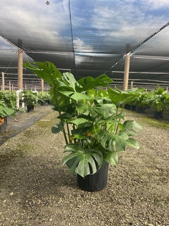 monstera-deliciosa-swiss-cheese-vine-philodendron-pertusum-monstera-lennea-mexican-breadfruit-ceriman