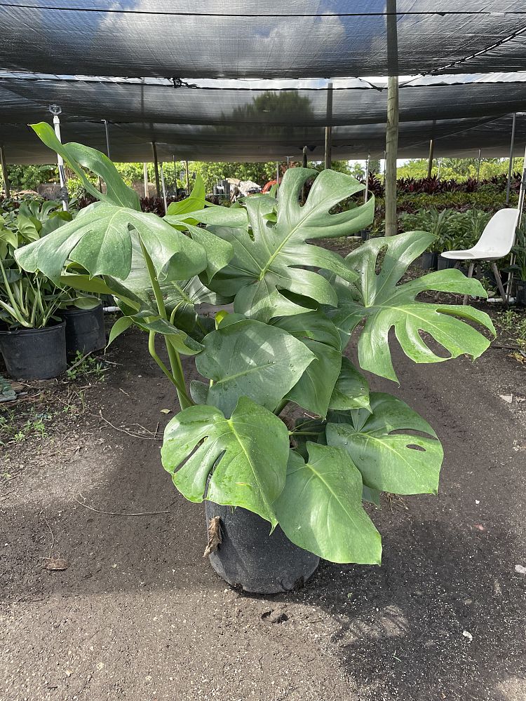 monstera-deliciosa-swiss-cheese-vine-philodendron-pertusum-monstera-lennea-mexican-breadfruit-ceriman