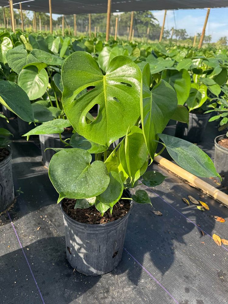 monstera-deliciosa-swiss-cheese-vine-philodendron-pertusum-monstera-lennea-mexican-breadfruit-ceriman