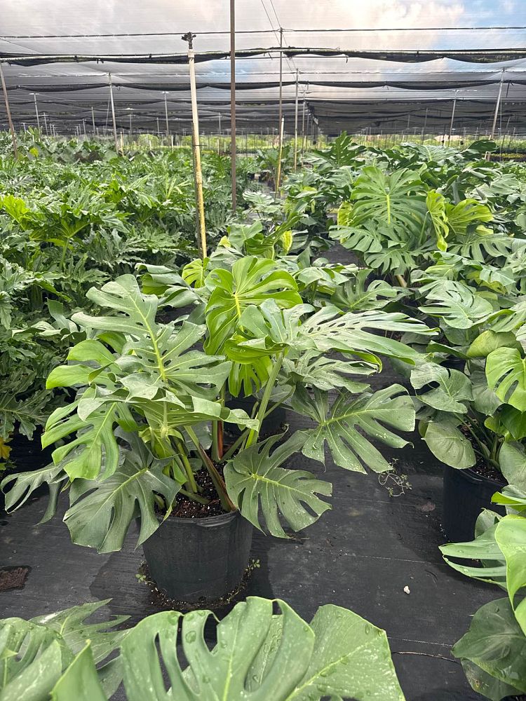 monstera-deliciosa-swiss-cheese-vine-philodendron-pertusum-monstera-lennea-mexican-breadfruit-ceriman