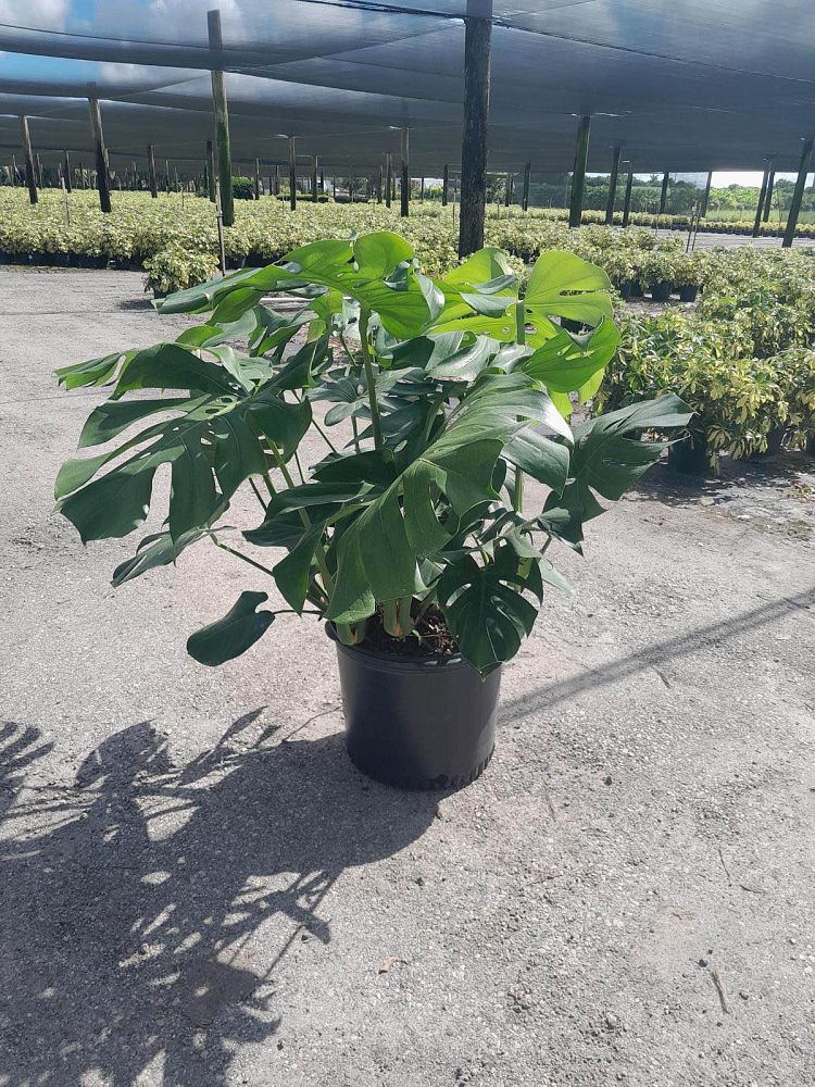 monstera-deliciosa-swiss-cheese-vine-philodendron-pertusum-monstera-lennea-mexican-breadfruit-ceriman