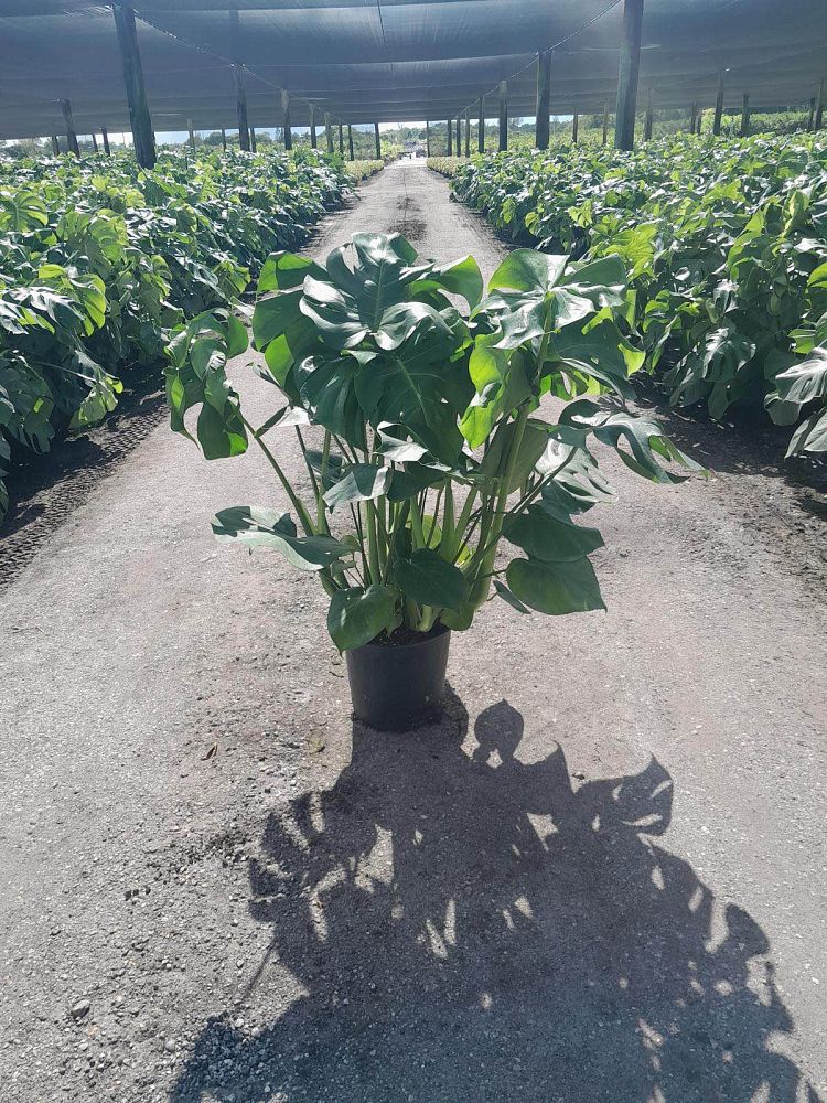 monstera-deliciosa-swiss-cheese-vine-philodendron-pertusum-monstera-lennea-mexican-breadfruit-ceriman