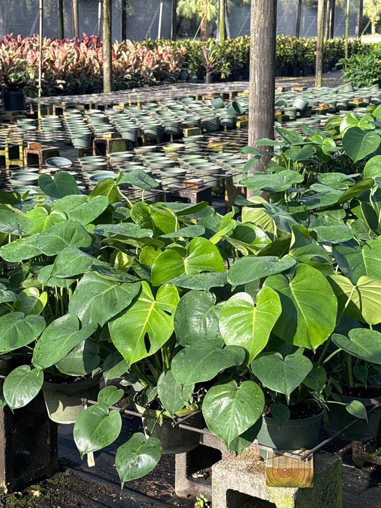 monstera-deliciosa-swiss-cheese-vine-philodendron-pertusum-monstera-lennea-mexican-breadfruit-ceriman