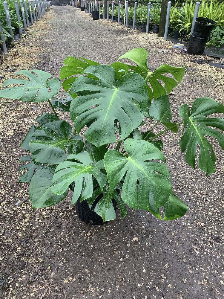 monstera-deliciosa-swiss-cheese-vine-philodendron-pertusum-monstera-lennea-mexican-breadfruit-ceriman