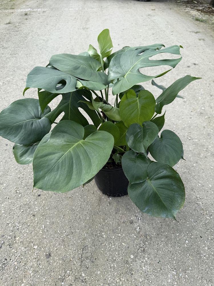 monstera-deliciosa-swiss-cheese-vine-philodendron-pertusum-monstera-lennea-mexican-breadfruit-ceriman