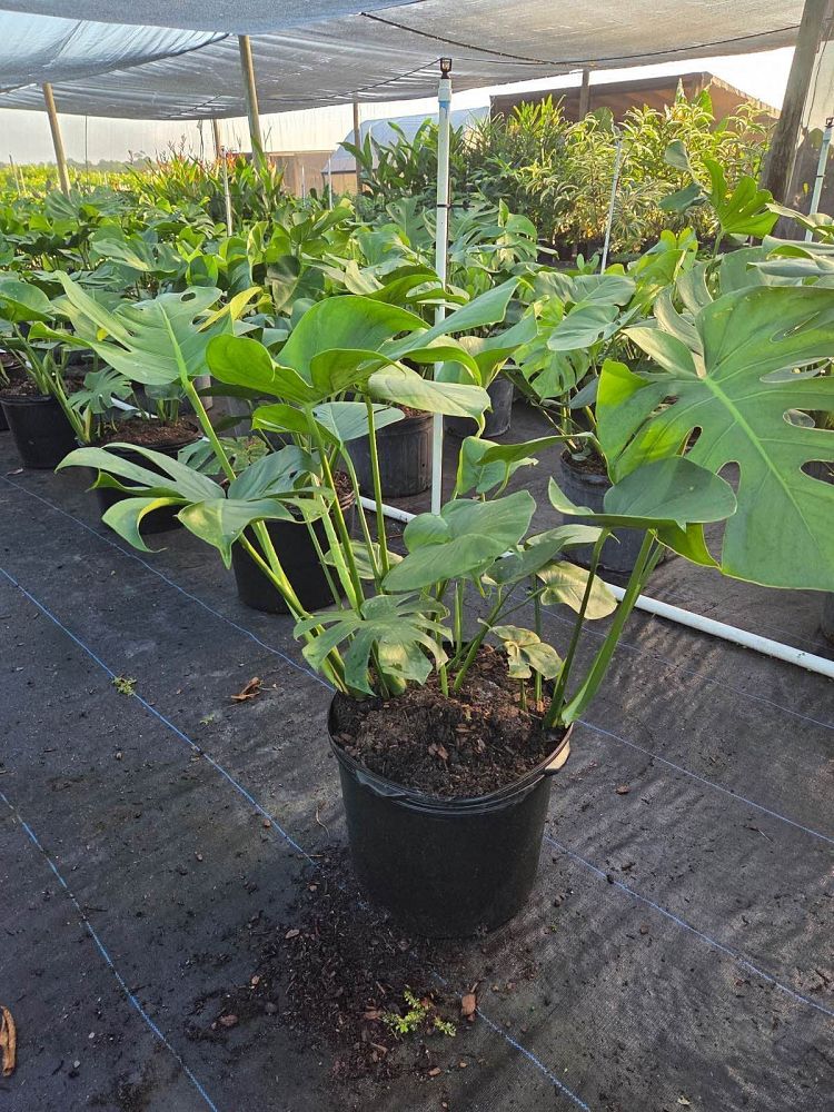 monstera-deliciosa-swiss-cheese-vine-philodendron-pertusum-monstera-lennea-mexican-breadfruit-ceriman