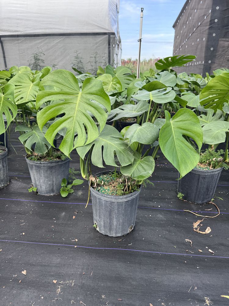 monstera-deliciosa-swiss-cheese-vine-philodendron-pertusum-monstera-lennea-mexican-breadfruit-ceriman