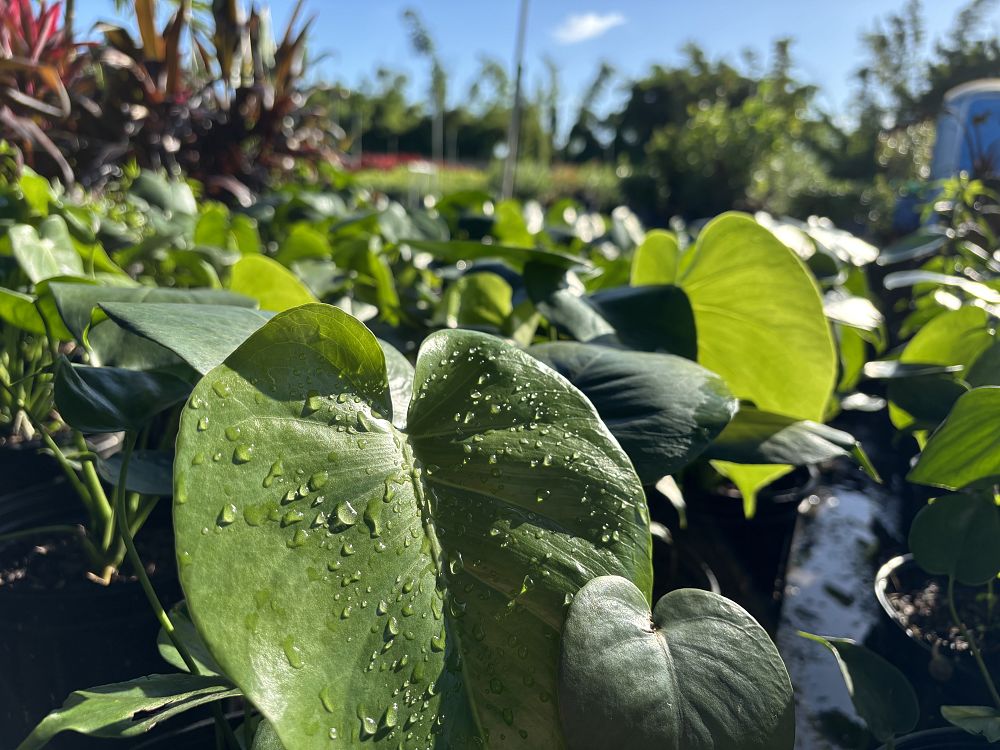 monstera-deliciosa-swiss-cheese-vine-philodendron-pertusum-monstera-lennea-mexican-breadfruit-ceriman
