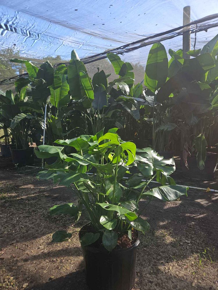 monstera-deliciosa-swiss-cheese-vine-philodendron-pertusum-monstera-lennea-mexican-breadfruit-ceriman