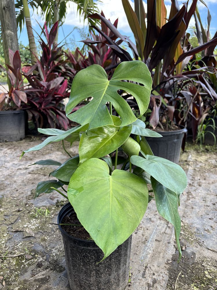 monstera-deliciosa-swiss-cheese-vine-philodendron-pertusum-monstera-lennea-mexican-breadfruit-ceriman