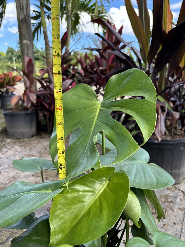 monstera-deliciosa-swiss-cheese-vine-philodendron-pertusum-monstera-lennea-mexican-breadfruit-ceriman