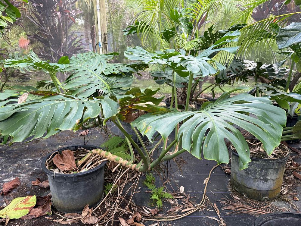 monstera-deliciosa-swiss-cheese-vine-philodendron-pertusum-monstera-lennea-mexican-breadfruit-ceriman