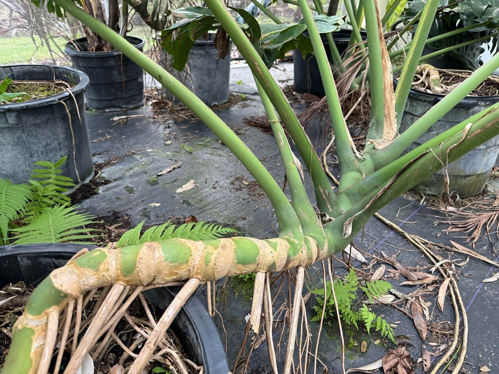 monstera-deliciosa-swiss-cheese-vine-philodendron-pertusum-monstera-lennea-mexican-breadfruit-ceriman