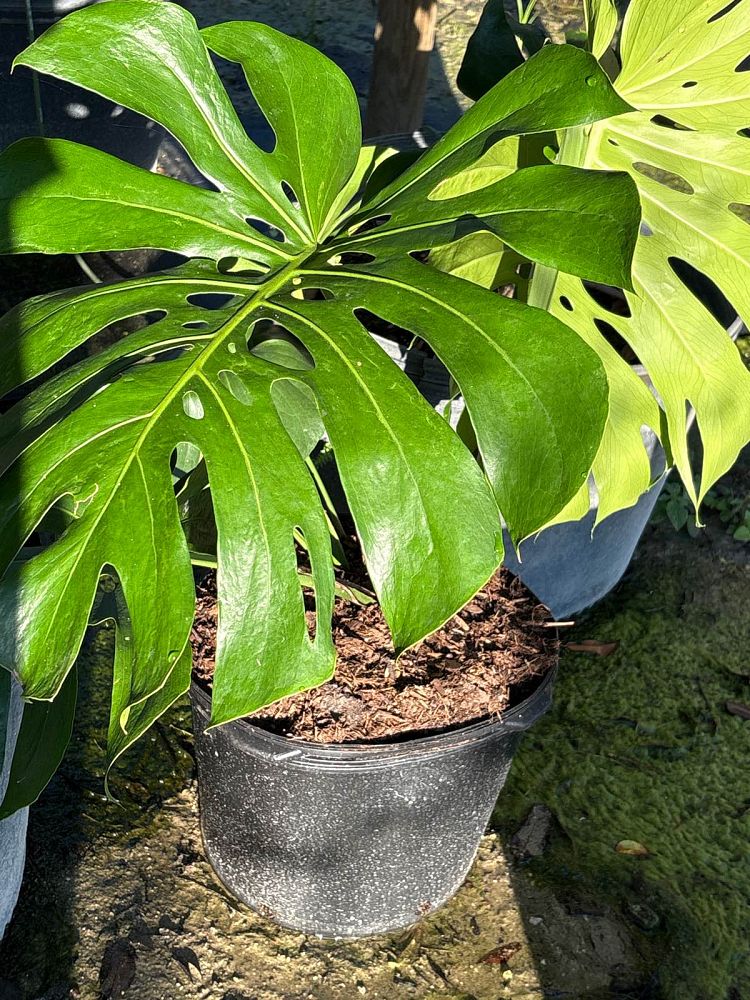 monstera-deliciosa-swiss-cheese-vine-philodendron-pertusum-monstera-lennea-mexican-breadfruit-ceriman
