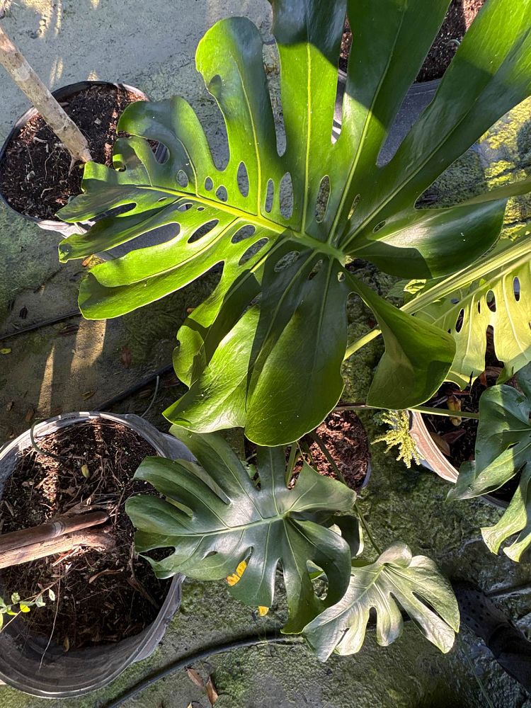monstera-deliciosa-swiss-cheese-vine-philodendron-pertusum-monstera-lennea-mexican-breadfruit-ceriman