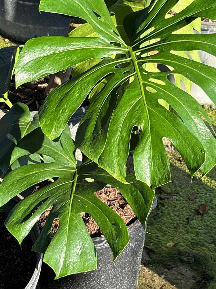 monstera-deliciosa-swiss-cheese-vine-philodendron-pertusum-monstera-lennea-mexican-breadfruit-ceriman