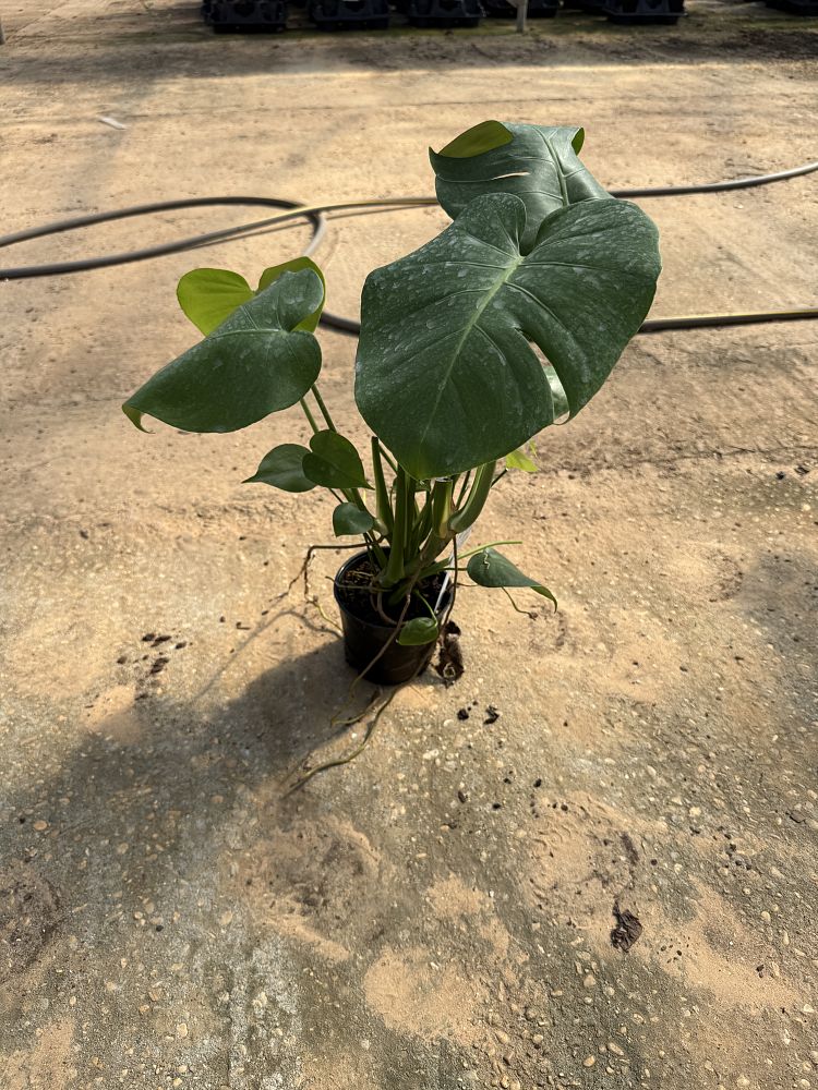 monstera-deliciosa-swiss-cheese-vine-philodendron-pertusum-monstera-lennea-mexican-breadfruit-ceriman