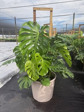monstera-deliciosa-swiss-cheese-vine-philodendron-pertusum-monstera-lennea-mexican-breadfruit-ceriman