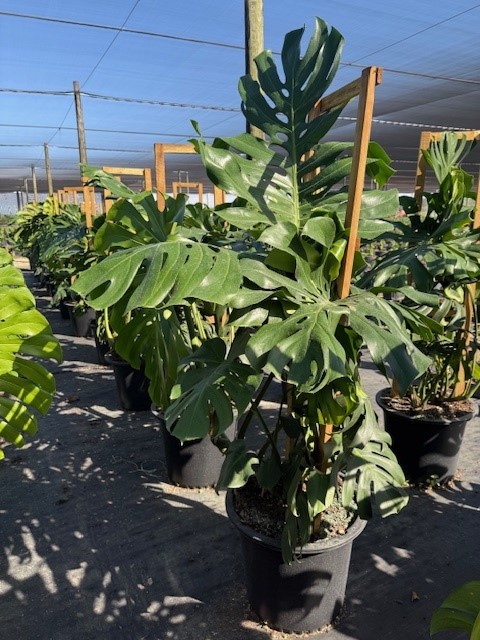 monstera-deliciosa-swiss-cheese-vine-philodendron-pertusum-monstera-lennea-mexican-breadfruit-ceriman