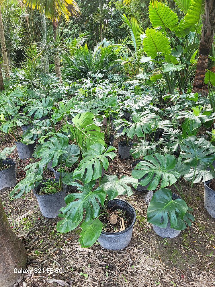 monstera-deliciosa-swiss-cheese-vine-philodendron-pertusum-monstera-lennea-mexican-breadfruit-ceriman