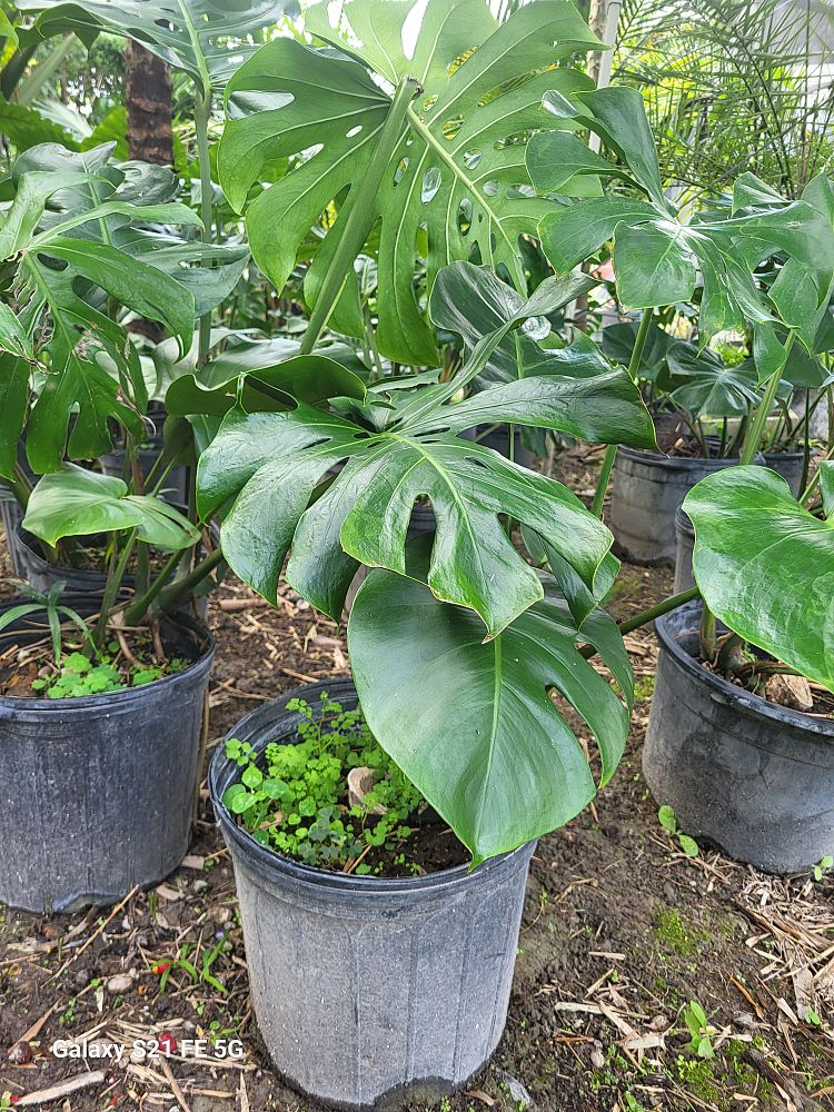 monstera-deliciosa-swiss-cheese-vine-philodendron-pertusum-monstera-lennea-mexican-breadfruit-ceriman