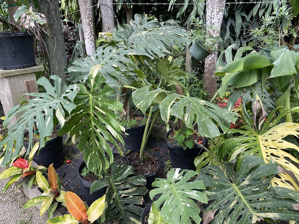 monstera-deliciosa-thai-constellation-variegated-monstera