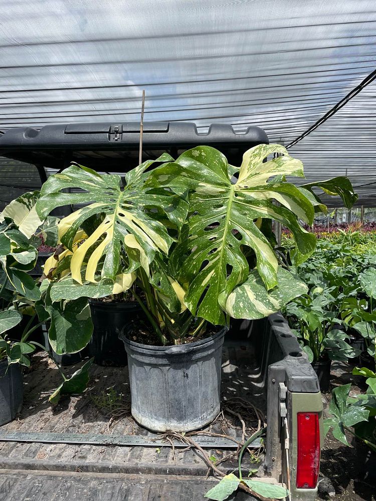 monstera-deliciosa-thai-constellation-variegated-monstera