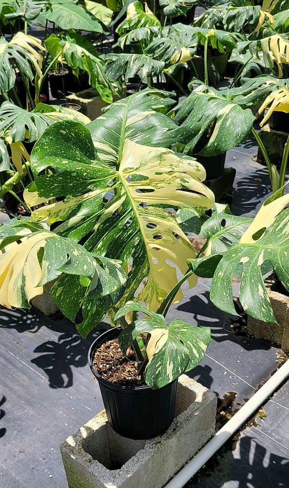 monstera-deliciosa-thai-constellation-variegated-monstera